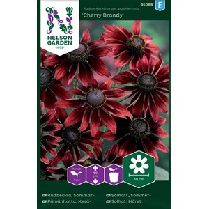 Fröer Nelson Garden Sommarrudbeckia Cherry Brandy