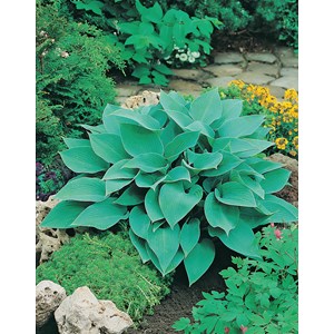 Blåfunkia 'Halcyon', 3-pack