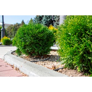 Tuja 'Little Giant', 10-pack