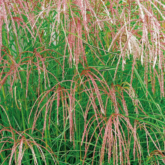 Glansmiskantus 'Flamingo', 2L