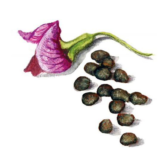 Gråärt 'Jämtländsk'