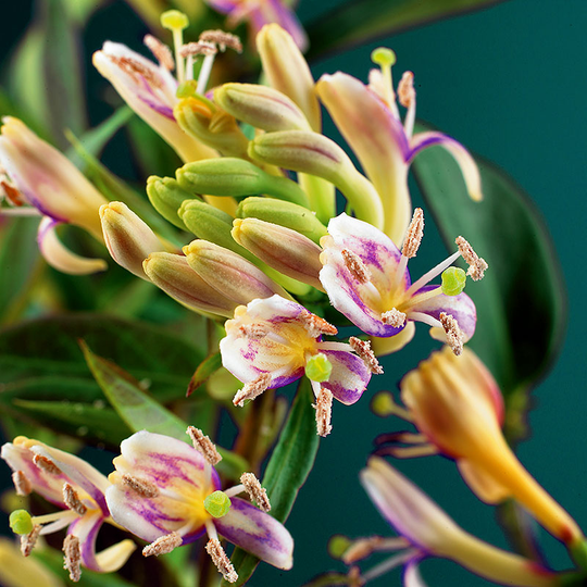 Kaprifol 'Copper Beauty'