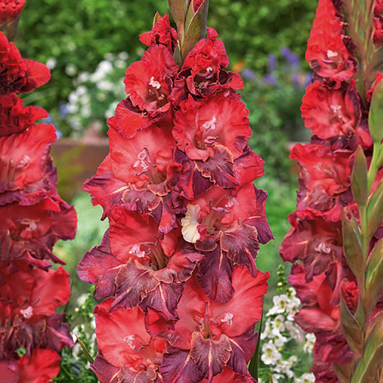 Gladiol 'Doubna'