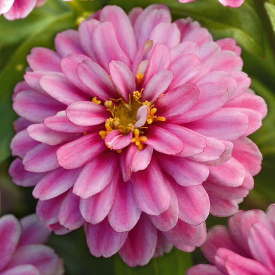 Zinnia 'Zahara Double Raspberry Ripple'