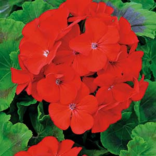Pelargon Inspire Scarlet F1