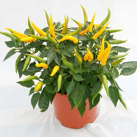 Chilipeppar 'Volante Mild Yellow' F1