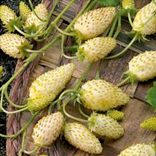 Smultron 'Yellow Cream'