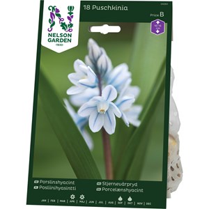 Höstlök Nelson Garden Porslinhyacint Vit/Ljusblå