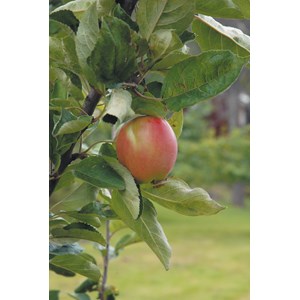 Äpple 'Åkerö' Svagväxande B9
