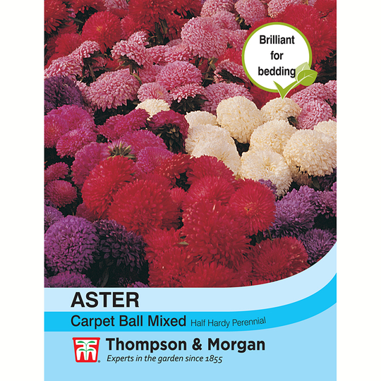 Sommaraster 'Carpet Ball Mix'