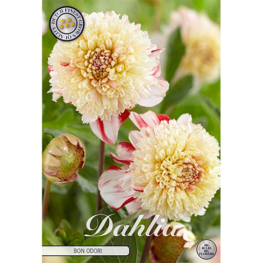 Anemondahlia 'Bon Odori'