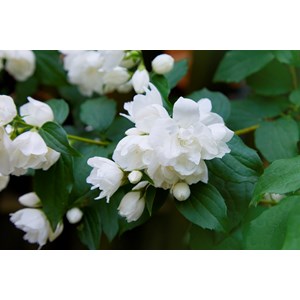 Kameliaschersmin 'Snowbelle', 1-pack