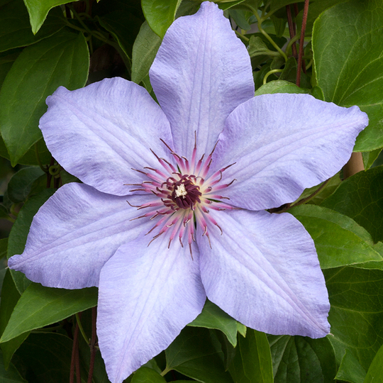Klematis 'The First Lady'