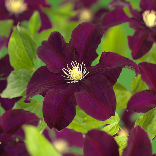 Klematis 'Warszawska Nike'