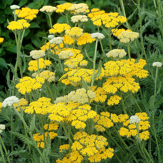 Gyllenröllika 'Coronation Gold', 15-pack