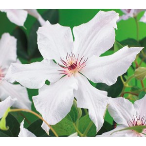 Klematis 'Snow Queen' 3-pack