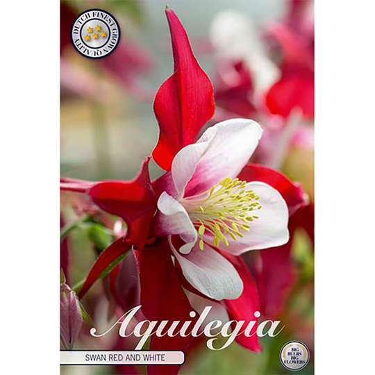 Akleja 'Swan Red and White'