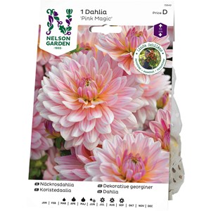 Vårlök Nelson Garden Näckrosdahlia Pink Magic Låg