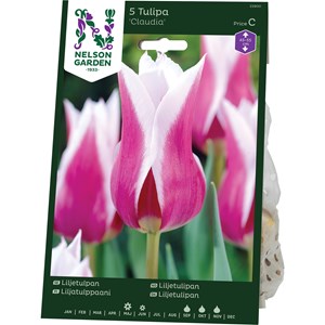 Höstlök Nelson Garden Liljetulpan Claudia Rödlila