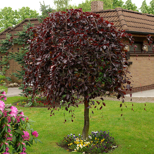 Hängblodbok 'Purpurea Pendula'