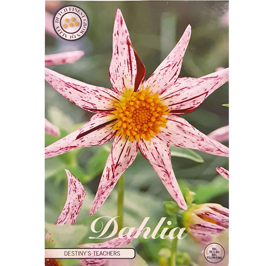 Stjärndahlia 'Destiny's Teachers'