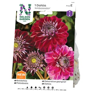 Vårlök Nelson Garden Pompondahlia Ambassador Hög, Lila