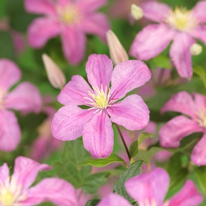 Klematis 'Comtesse de Bouchaud' 5-pack