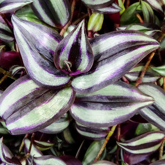 Skvallerreva 'Pink Joy'