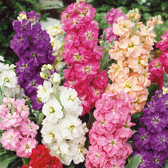 Sommarlövkoja 'Bush Exa'