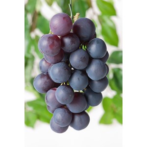 Blå druva 'Blå Burgunder', 30-50 cm 1-pack