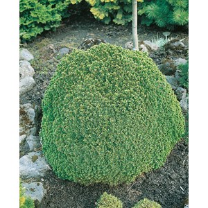 Vitgran 'Alberta Globe' 20-25 cm 5-pack