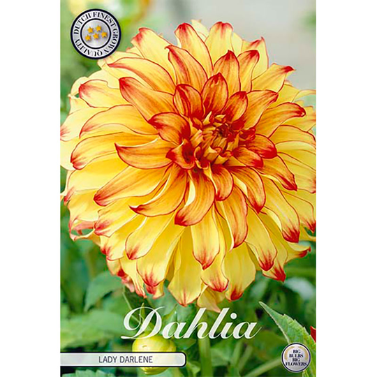 Dekorativdahlia ’Lady Darlene’