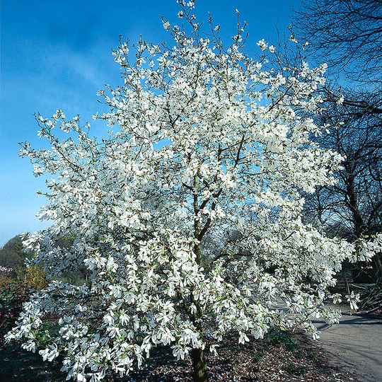 Japansk magnolia