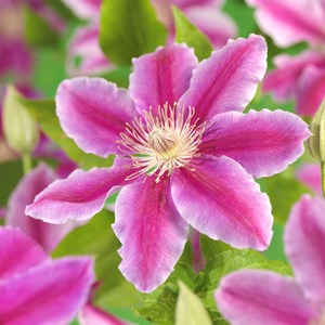 Klematis 'Dr Ruppel' 1-pack