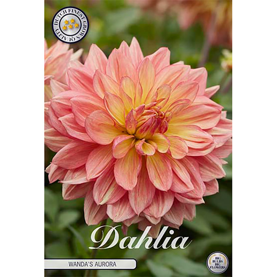 Dekorativdahlia 'Wanda's Aurora'