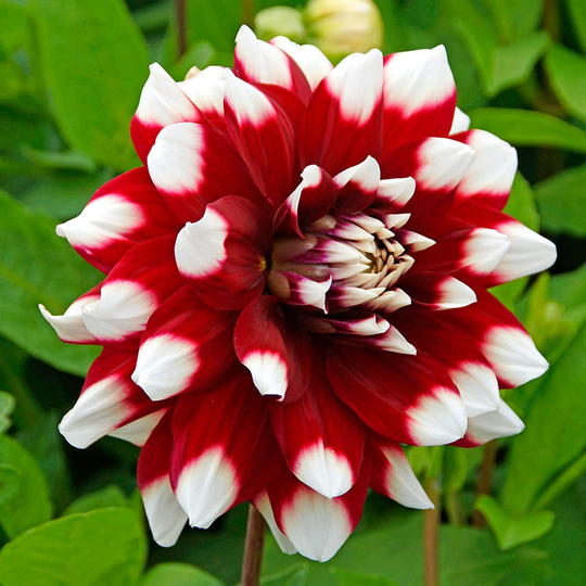 Dekorativdahlia 'Duet'