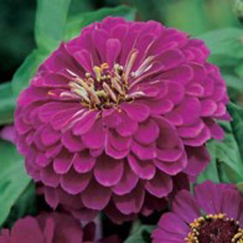 Zinnia 'Purple Prince'