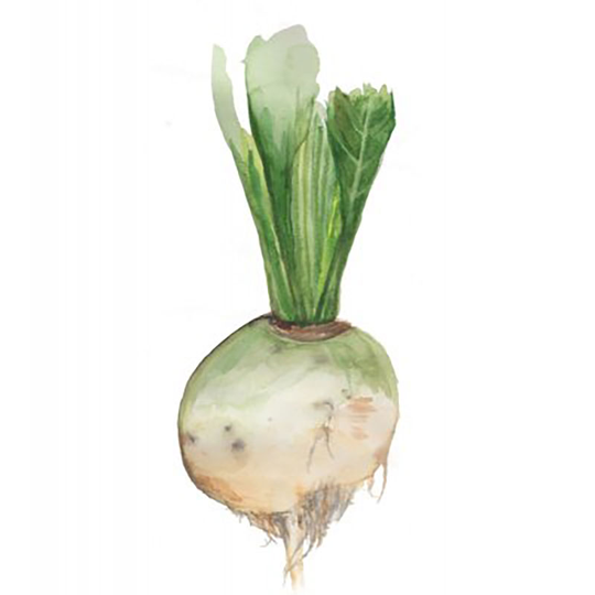 Vitbeta 'Blankoma'