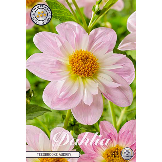 Halskråsdahlia 'Teesbrooke Audrey'