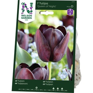 Höstlök Nelson Garden Sen Enkel Tulpan Queen Of The Night Svart