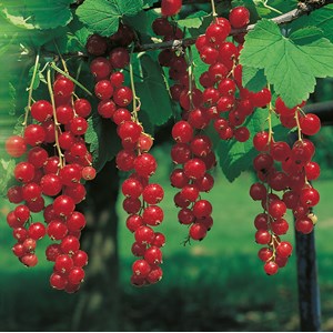Röda vinbär 'Jonkheer van Teets', 30-50 cm 5-pack