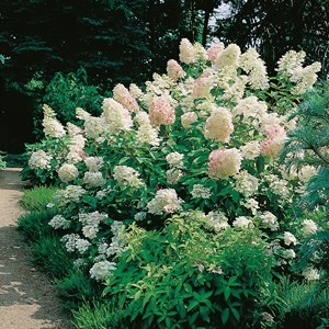 Syrenhortensia vit 'Grandiflora' CO 5-pack