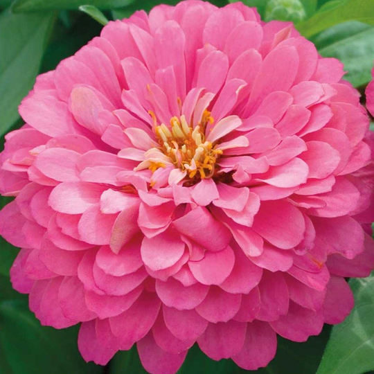 Zinnia 'Luminosa'