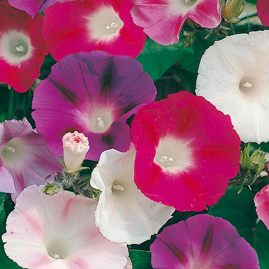 Purpurvinda 'Morning Glory Mixed'