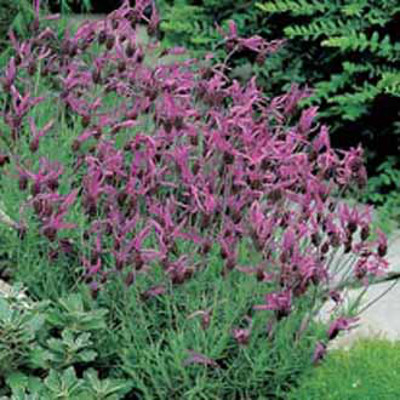 Fransk lavendel