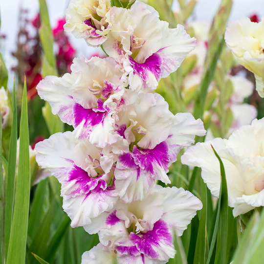 Gladiolus ’Kirov’
