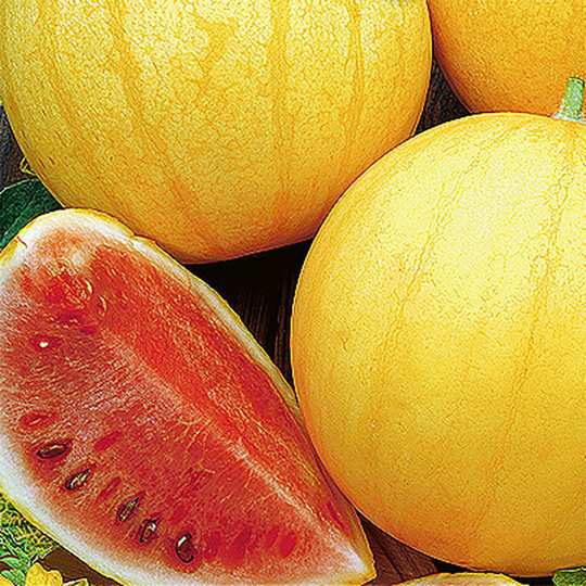 Vattenmelon 'Zloto Wolicy'