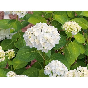 Hortensia vit 'Endless Summer The Bride' CO 10-pack