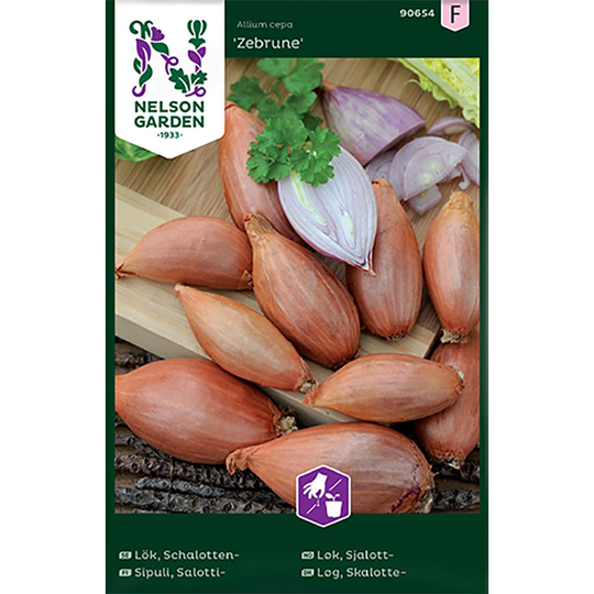Scharlottenlök 'Zebrune'