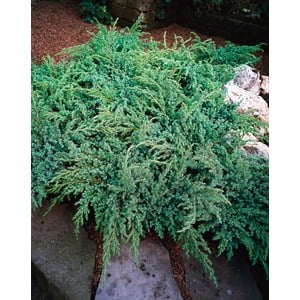 Himalaja-en 'Blue Swede', 25-30 cm 3-pack